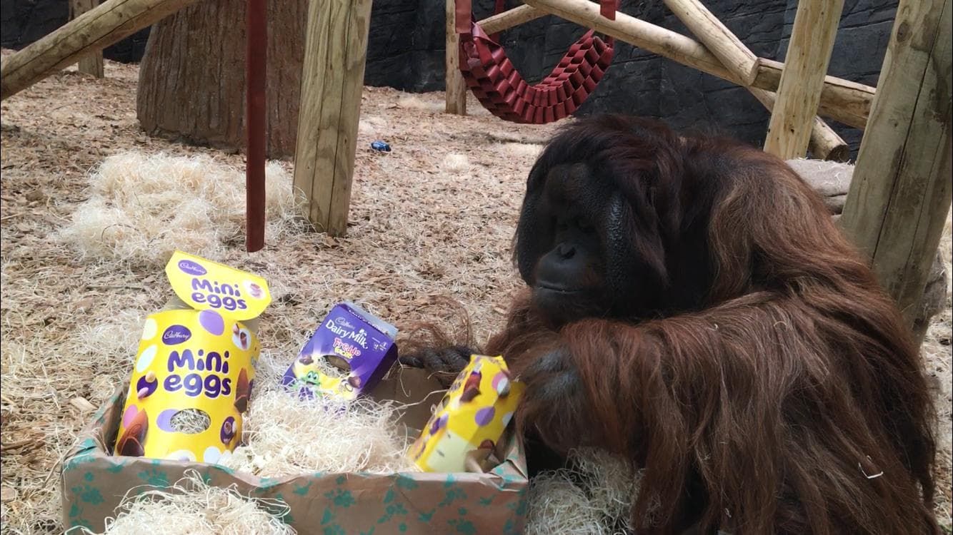 Colchester Zoo's Orangutan enjoys Easter treats